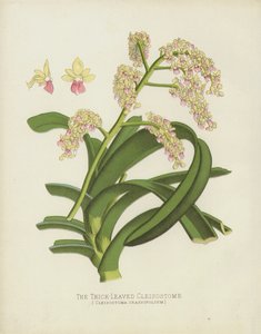 De Dikbladige Cleisostome, Cleisostoma Crassifolium door English School